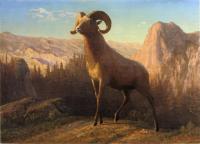 Bierstadt, Albert - A Rocky Mountain Sheep Ovis Montana